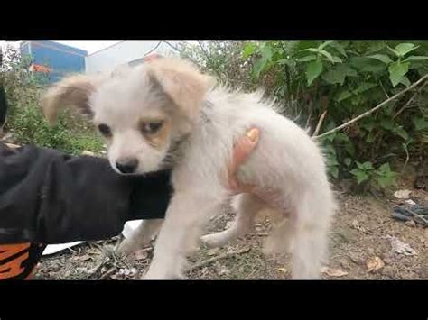 The cute puppy 🐶 is so naughty, he actually ran to fight with the ...