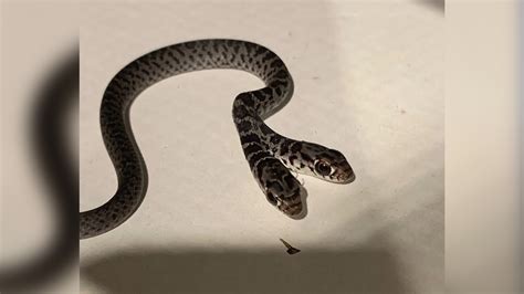 Two-Headed Snake / myLot