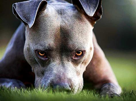 The World's 15 Most Aggressive Dog Breeds