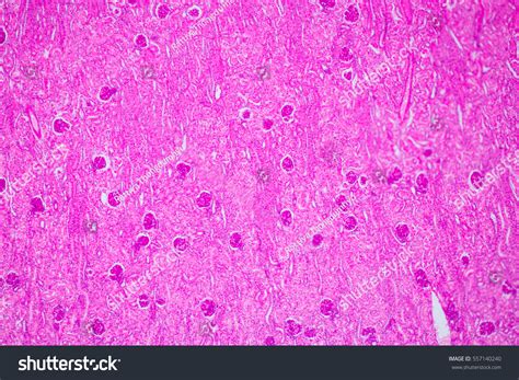 Epithelium Simple Cuboidal Cross Section Under Stock Photo 557140240 ...