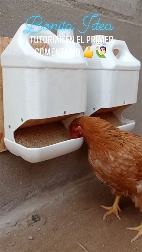 Image result for Gallinas Tutorial