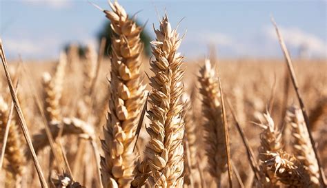 7 zrna za dan pun energije – Blog – Magazin — Frikom