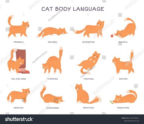 Image result for Cat Language