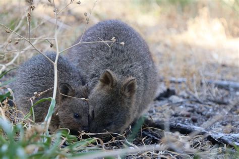 There are never enough quokkas in your life : r/perth