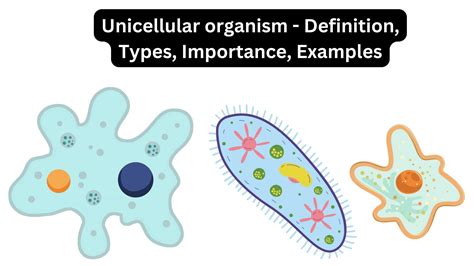 Unicellular Organisms Examples Unicellular Organisms E Lesson Plan