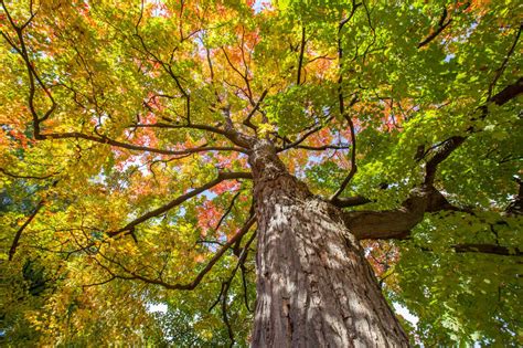 Sugar Maple Sick? 7 Signs Something's Off With Your Sugar Maple