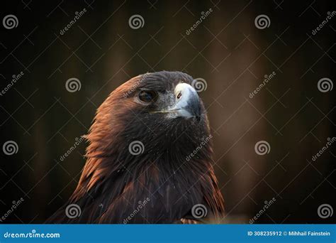 Birds of prey golden eagle stock photo. Image of iris - 308235912