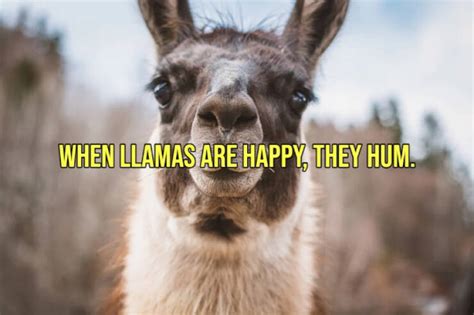 Image result for Random Happy Facts