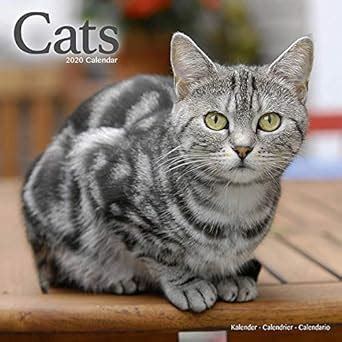 Amazon.in: Buy Cats Calendar 2020 Book Online at Low Prices in India ...