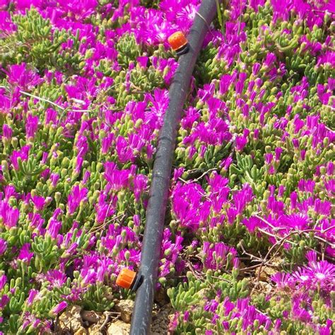 Drip Irrigation Pipe - Inline Drip Irrigation Pipes Manufacturer from Pune