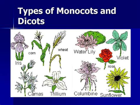 Monocots 的图像结果