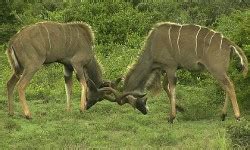 Greater Addo - Where To Stay