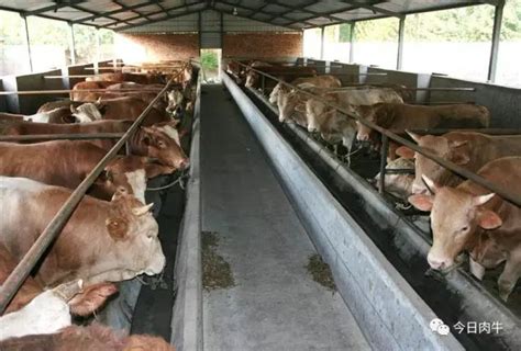 【肉牛头条】肉牛的饲养管理技术