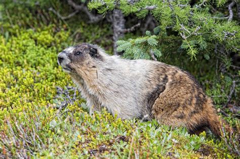 marmot animal locations File:marmot-edit1.jpg