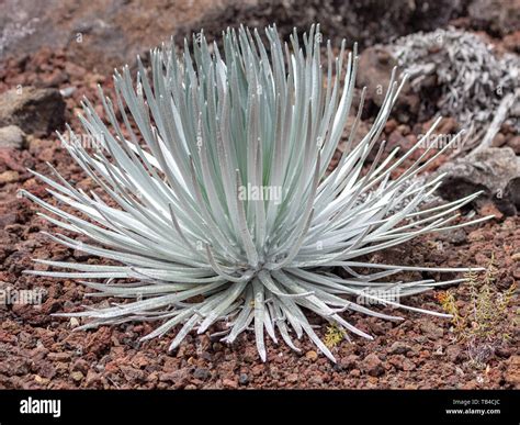 Haleakala silversword, is a very rare plant, part of the daisy family Asteraceae. It takes ...