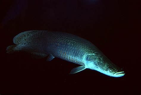 Paichi (Arapaima gigasi), a 10-foot-long Amazonian fish, Mamirauá ...