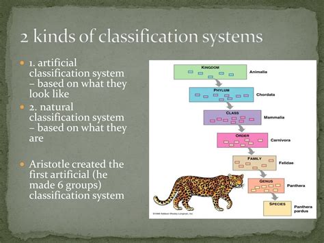 Classification Systems 的图像结果