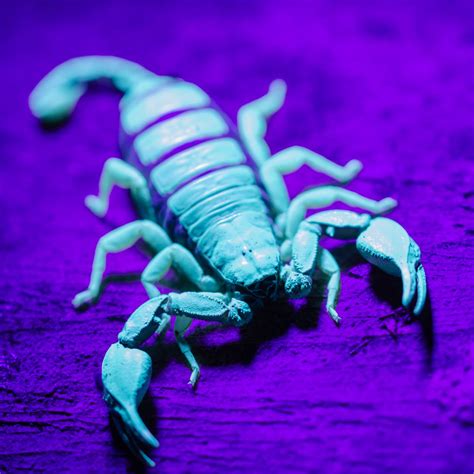 Scorpion: Spiritual Meaning - Awakening State
