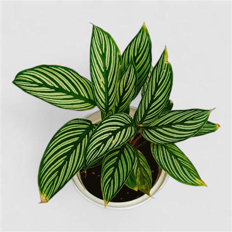 Calathea Vittata Plant by Orchid N Petals