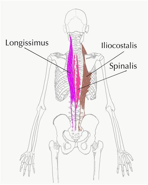 Back Extensor Muscles 的图像结果