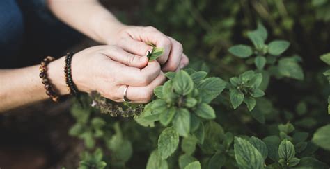 Ecological Gardening Archives - Toad and Sage Garden