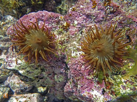 Seeanemone Lanzarote Bild bestellen - Naturbilder bei Wildlife Media