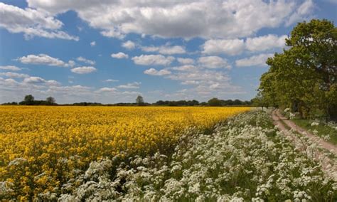 UK moves closer to allowing gene editing of crops by allowing more research