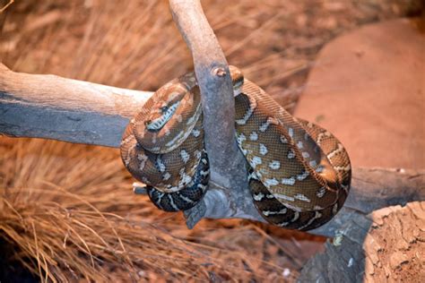 Diamond Python Care 的图像结果