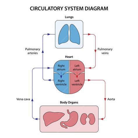 Premium Vector | Circulatory system diagram labeled