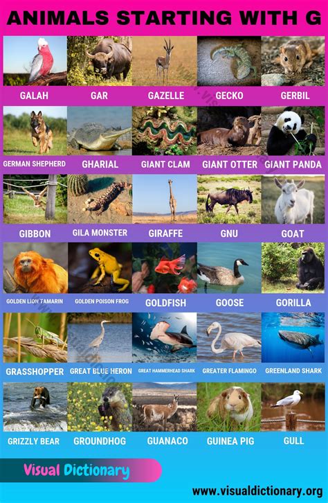 Animals that Start with G: 30 Famous Animals Starting with G - Visual ...