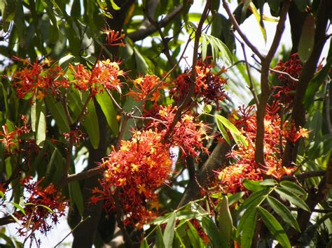 SEEDseller Saraca asoca Ashoka Sita Ashoka Sacred Tree Seeds for ...