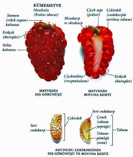 Bitki Anatomisi - Meyve - Sayfa 3