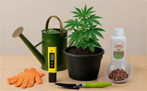 Outdoor cannabis growing in Australia