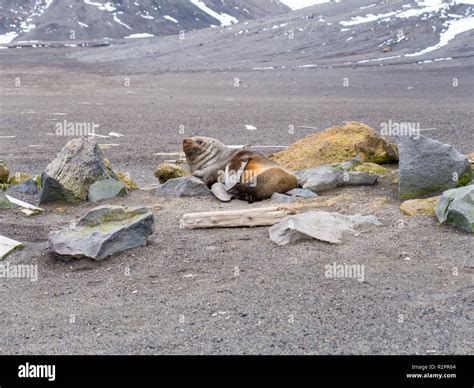 Antarctic fur seal, Arctocephalus gazella resting on black sand beach ...