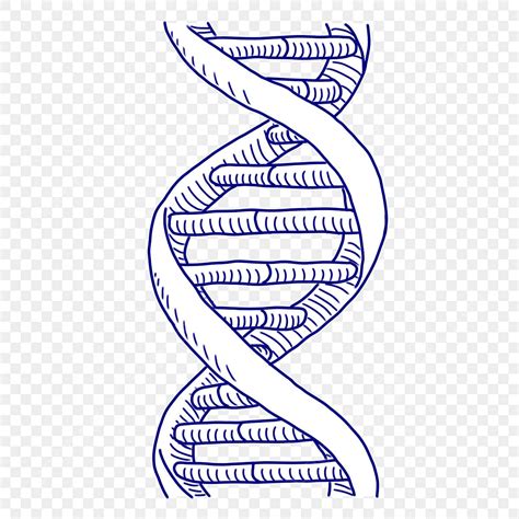 Adn PNG, Vectores, PSD, e Clipart Para Descarga Gratuita - Pngtree