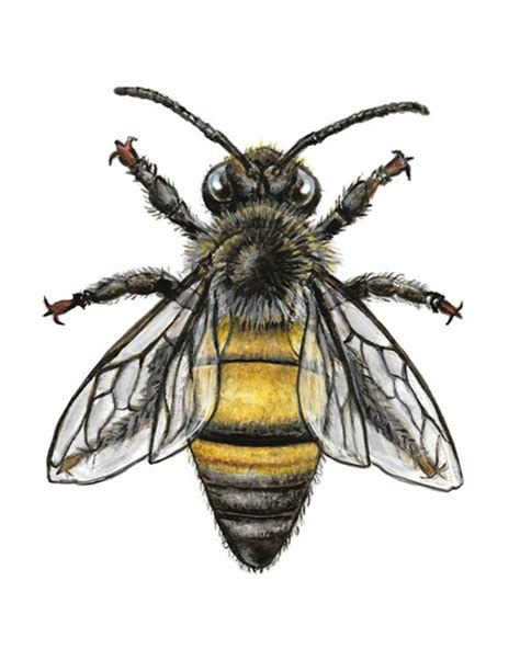 Honey Bee Scientific Drawing