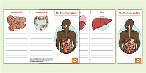 Image result for Digestive System Template