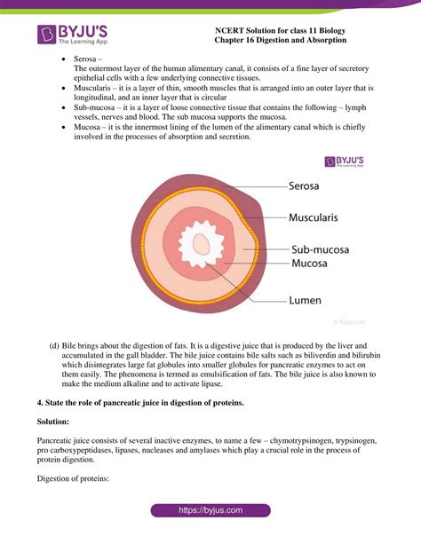 Image result for Function of Pith Class 11