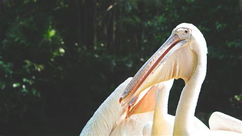 A large white bird with a long beak photo – Free Animal Image on Unsplash
