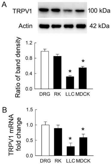 TRPV1 Hyperfunction Involved in Uremic Toxin Indoxyl Sulfate-Mediated ...