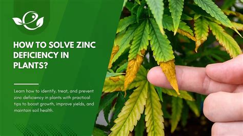 Zinc Deficiency Growth