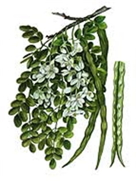 Moringa pterygosperma - Herb Information