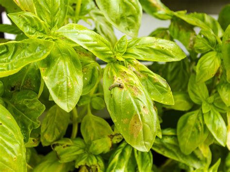 Yellowish Basil Leaves - What Causes Basil Leaves To Turn Yellow