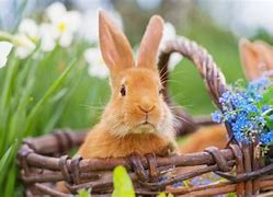 Image result for Cute White Bunny Near Water Fall