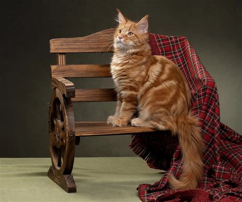Download wallpaper cat, bench, background, red, plaid, Maine Coon ...