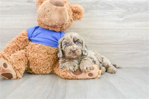 Image result for Cockapoo Dog Baby