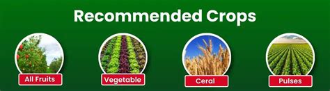 Buy Bhumiraja Mycorrhiza Bio Fertilizer for Root Growth & Yield