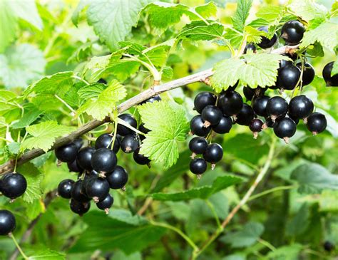 Currant | Description, Fruit, Uses, Species, & Facts | Britannica