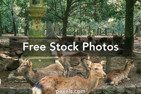 Japan Animals 的图像结果