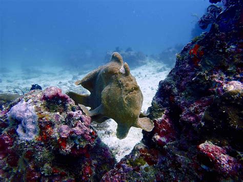 18 True Facts About Frog Fish: The Masters of Camouflage - Facts.net